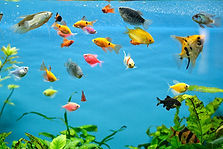 fishes PIC.jpeg
