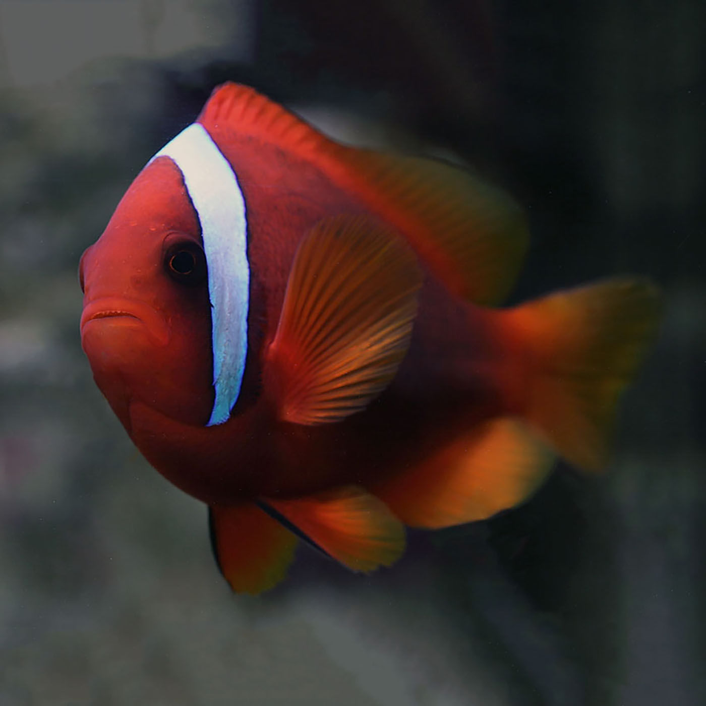 Tomato Clownfish