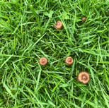 IMG_9968.jpeg