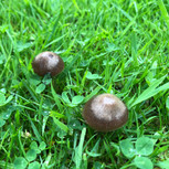 IMG_9969.jpeg