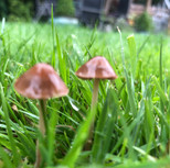 IMG_9951.jpeg