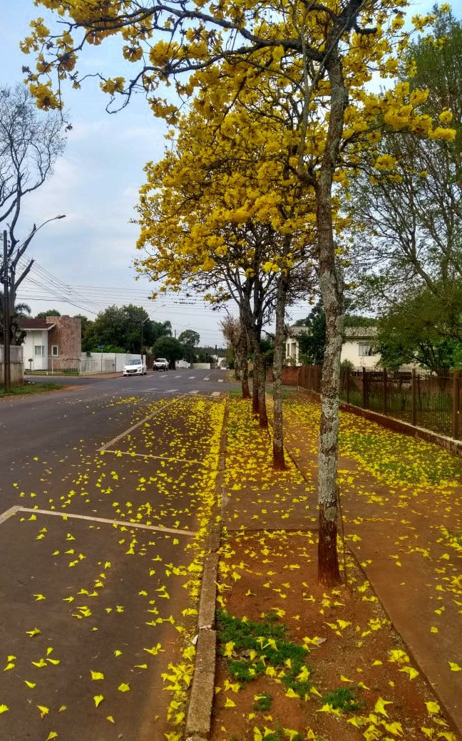 Rua Hermogenes Carneiro Lobo