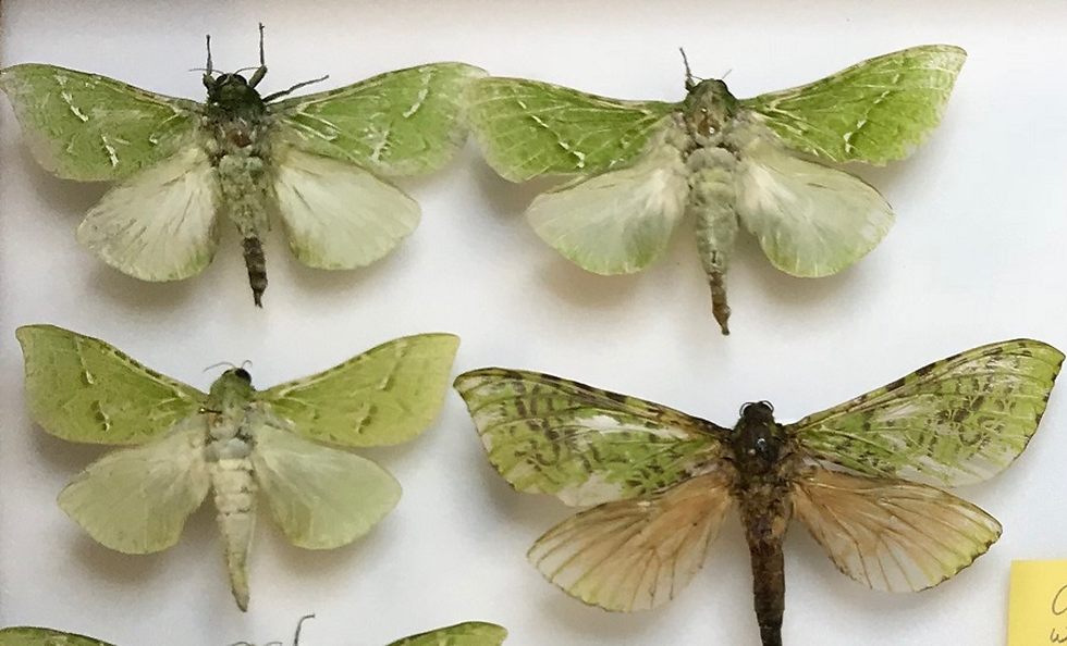 Pinned pepetuna (puriri) moths in Auckland War Memorial Museum. Photo from the museum website.