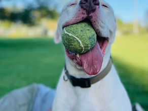 Improve your mood, even in these crazy times