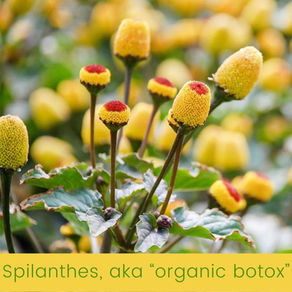 Wrinkle reducing powerhouse