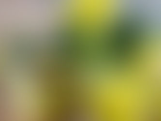 Unlock your natural glow: The skincare secrets of evening primrose oil