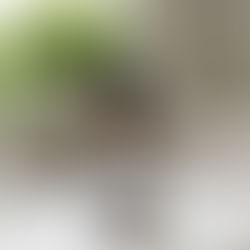 Discover Your Radiance: The Ultimate Botanical Serum for Youthful, Glowing Skin