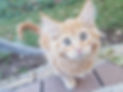 09C2077D-600E-44CE-B1CA-8EE1B364648A.jpeg