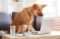 Germain Shepherd dog with pencil in mouth sitiing behind a desk with a paw on a silver laltop