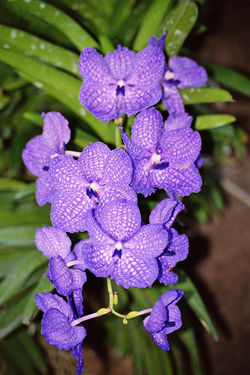 Vanda, Orchid, Bushgarden, Tampa Bay, Florida