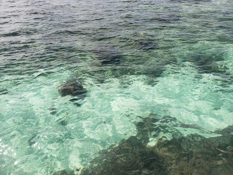Dive Into the Deep: Your Guide to the Marine Life of the Cayes