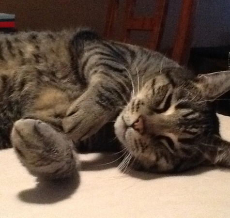 Giving Back: Alley Cat Allies