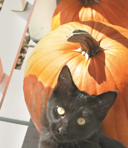 Halloween Pet Safety Tips