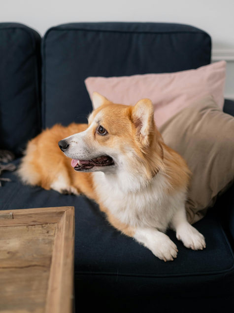 Sustainable Pet Care Routines Made Simple