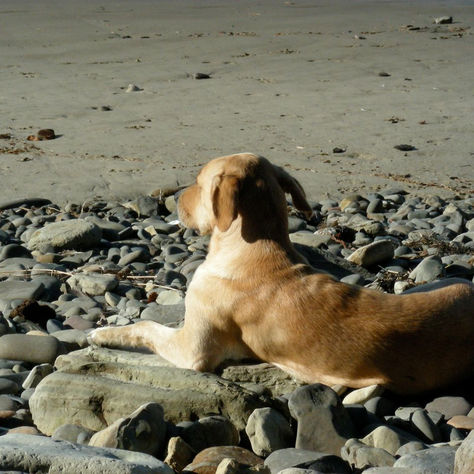 How-to: Trim Dogs Nails