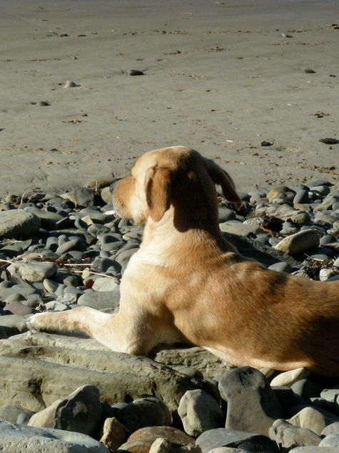 How-to: Trim Dogs Nails