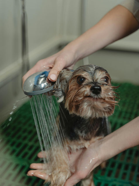 DIY Organic Shampoos for Sensitive Pets