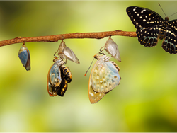 What It Means to Be a New Creation in Christ