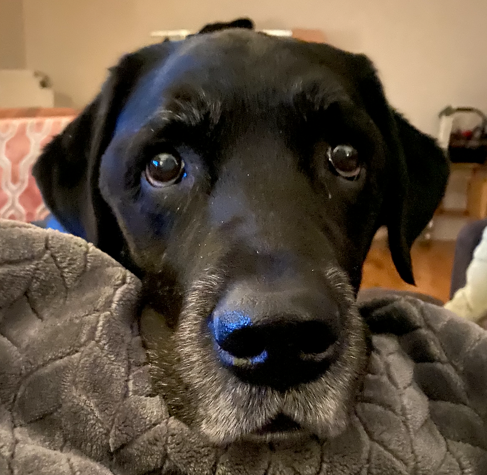 ⭐ Det bästa för din hund!