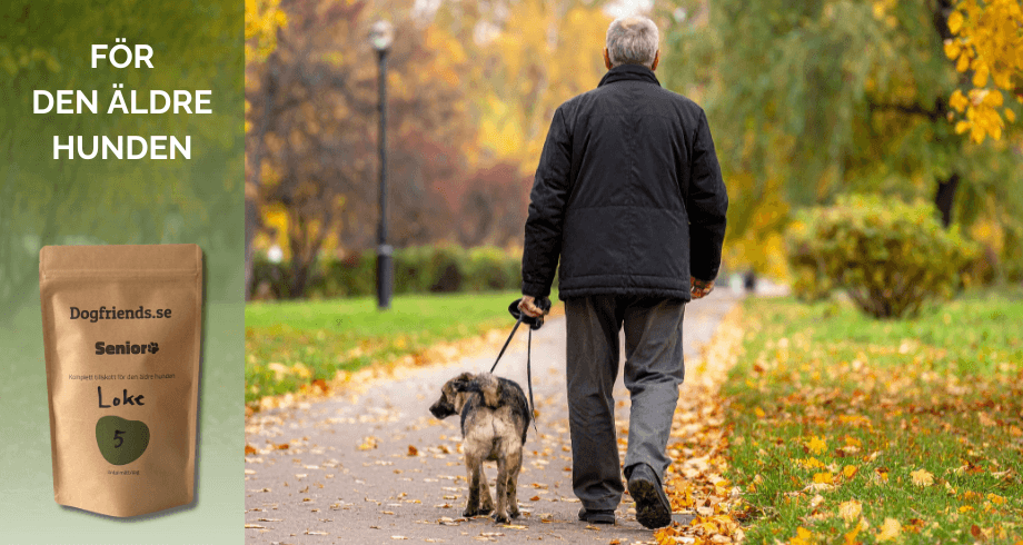 Senior hund – vad du behöver veta om åldrande hundar | Dogfriends