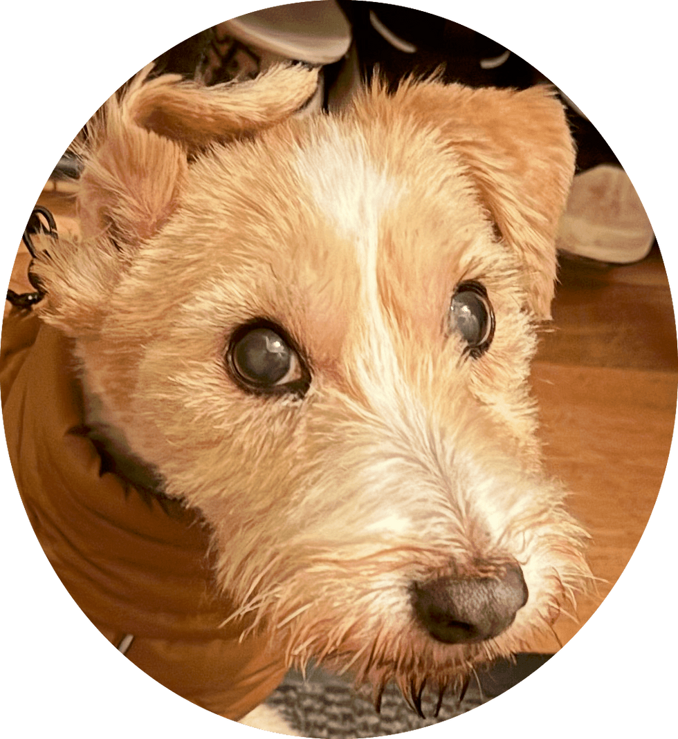  ⭐ Det bästa för din hund!