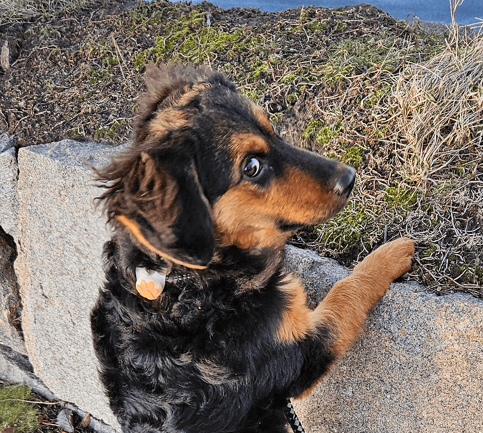 ⭐ Det bästa för din hund!