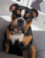 ⭐ Det bästa för din hund!
