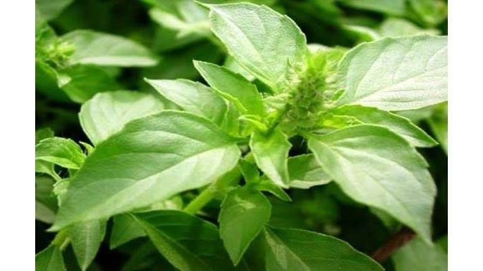 Thumbnail: Basillion (Basil)