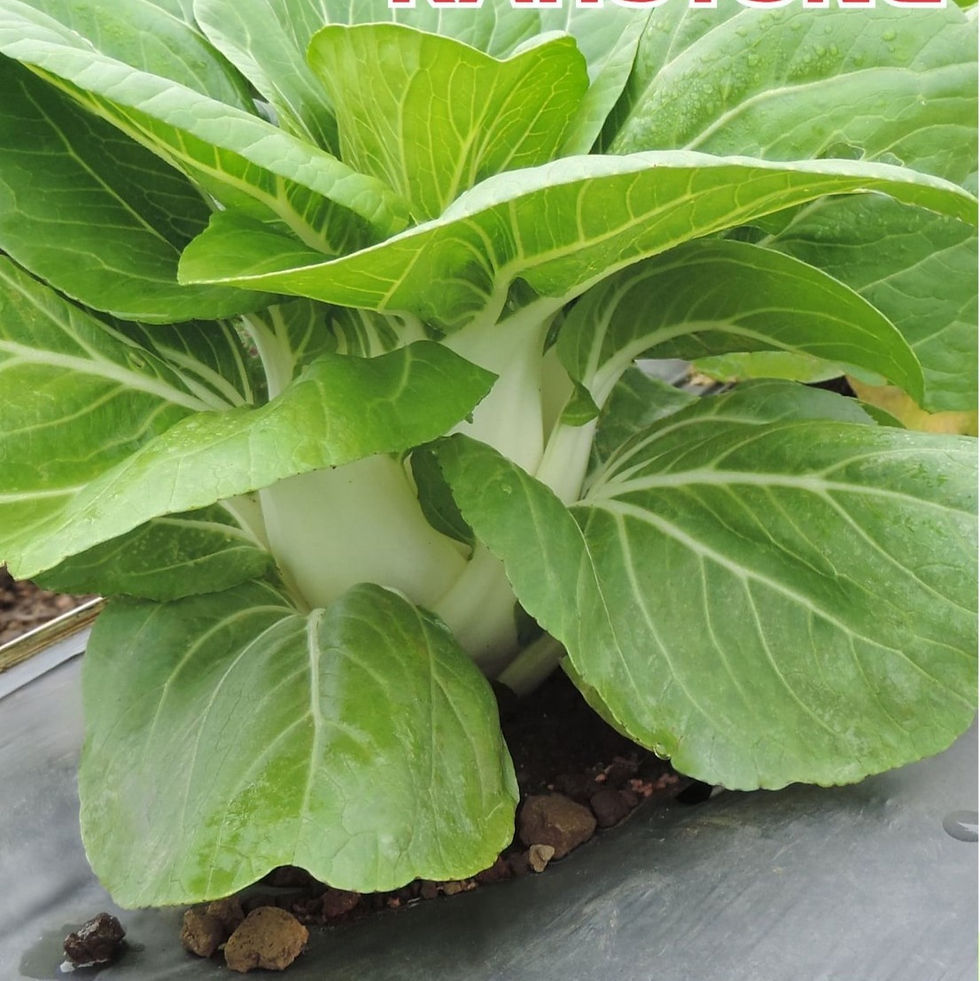 Evergreen (Pak Choy)