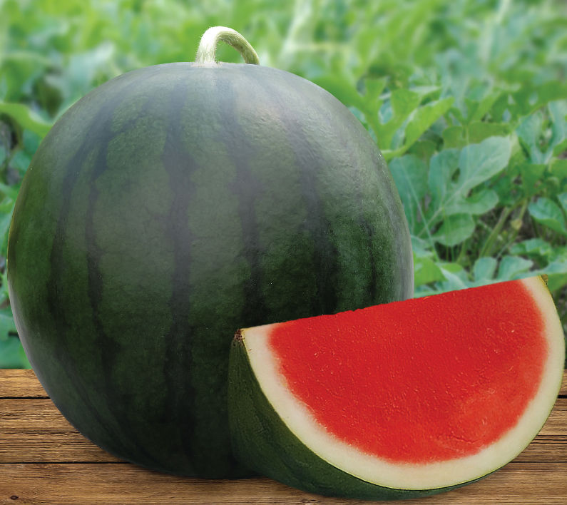 Madre F1 (Watermelon)