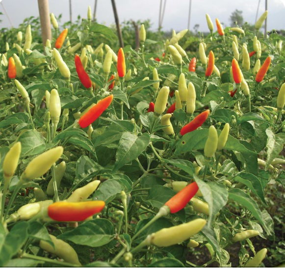 Strength (Cayenne Pepper)