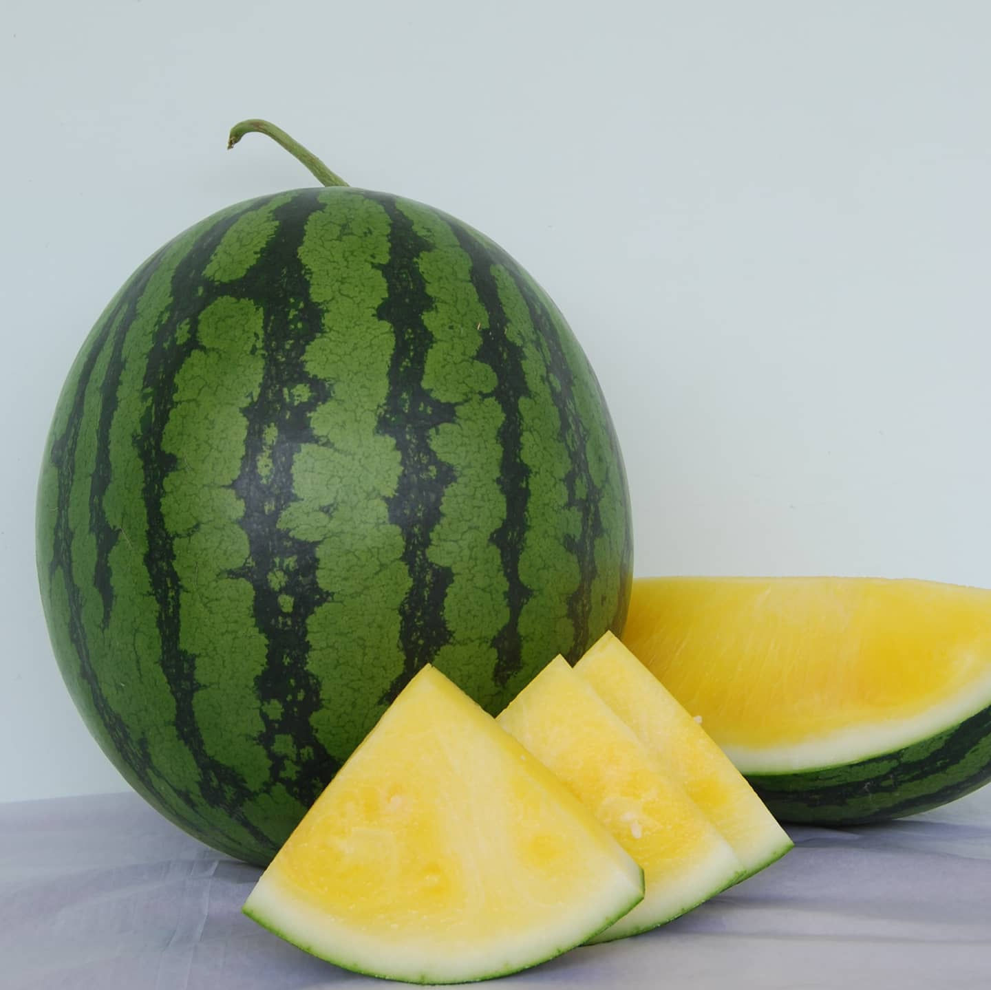 Midas F1 (Watermelon)