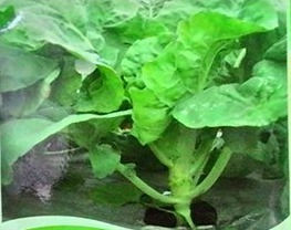 Thumbnail: Noble (Kailan)