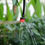 Thumbnail: Automatic Garden Irrigation Kit