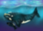 North_Atlantic_Right_Whale
