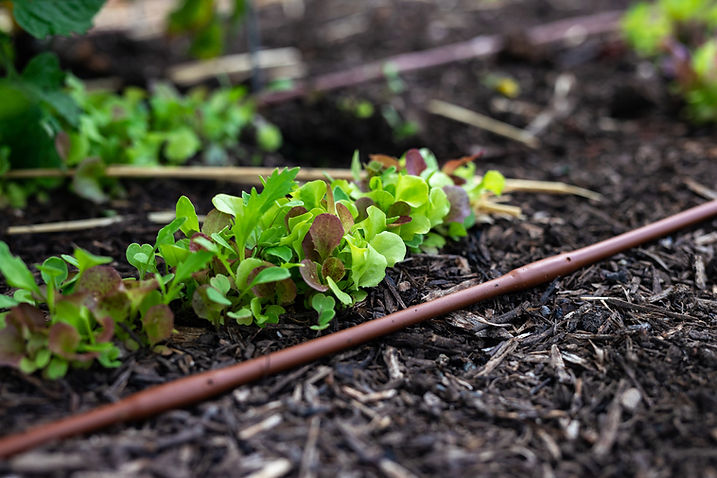 S-2050-Bethel-Garden-Update-94.jpg
