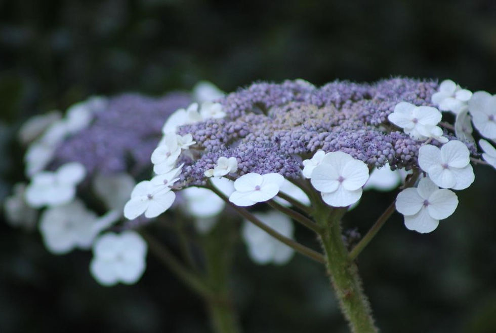 Samtblatt-Hortensie