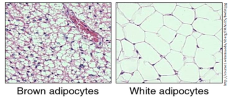 brown adipose tissue.gif