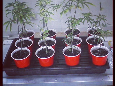 Chapter 52: Dealer's Choice