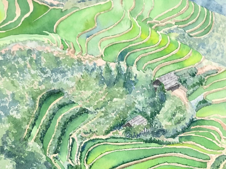 watercolour painting of a Vietnamese paddy field landscape