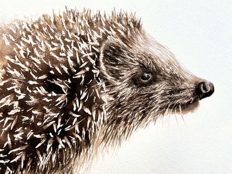 Watercolour portrait of a hedgehog