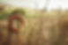 horseshoe-504821_1280.jpg