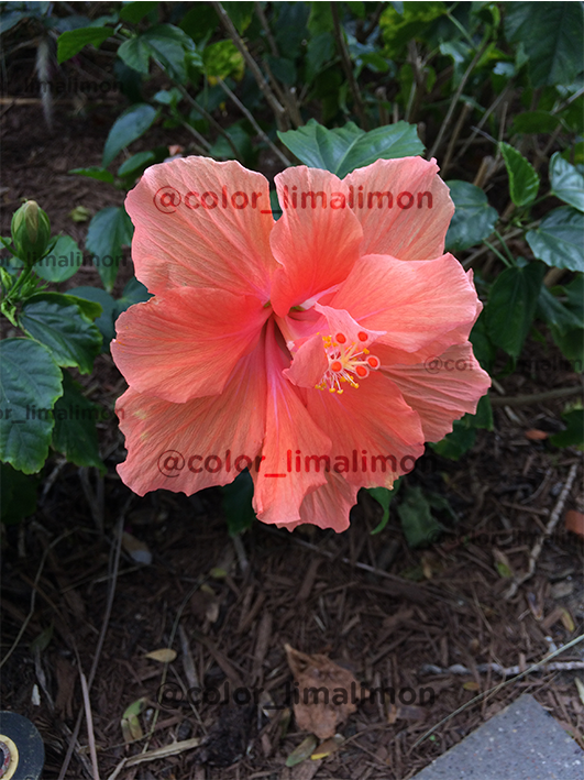 Miniatura: Decorativo Flores · cuadros X2