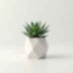 Suculenta en Maceta Geométrica