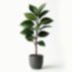 Ficus Lyrata Mediano