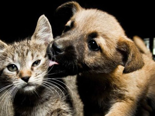 Você sabia que animais de estimação podem auxiliar no tratamento de depressão, autismo, ansiedade e