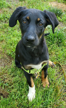 Journey, German Shepherd, English Setter