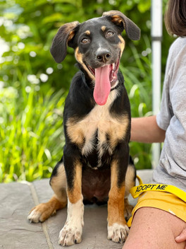 German Shepherd, English Setter, puppy