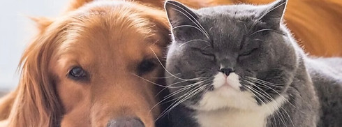 pet services (dog or cat)