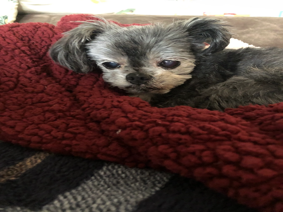 Pet Mess Cleanup in Rochester, MI
